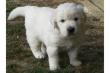 Süsse Golden Retriever Welpen, geimpft und entwurmt, nur in